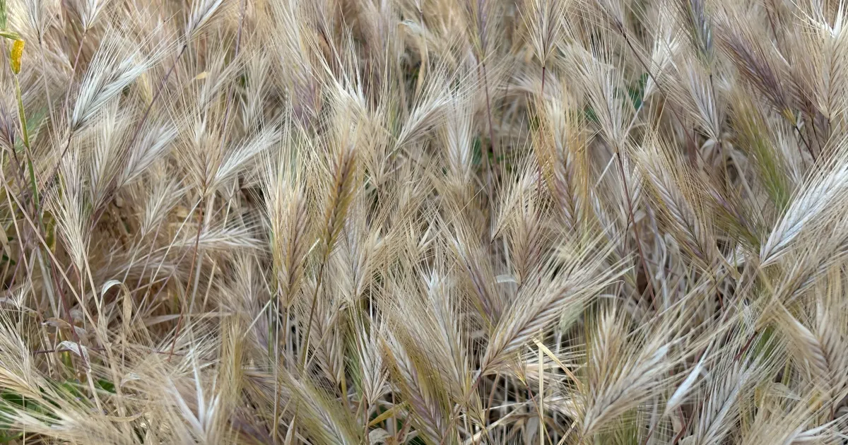 ゆきどけアゼリア　Foxtail-Grass studio Foxtail”: A Fearsome Weed of Many Names | Over the Fence (Alameda